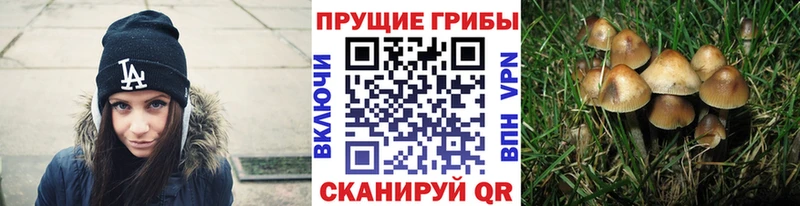 Купить где  Приозерск  Галлюциногенные грибы Cubensis 